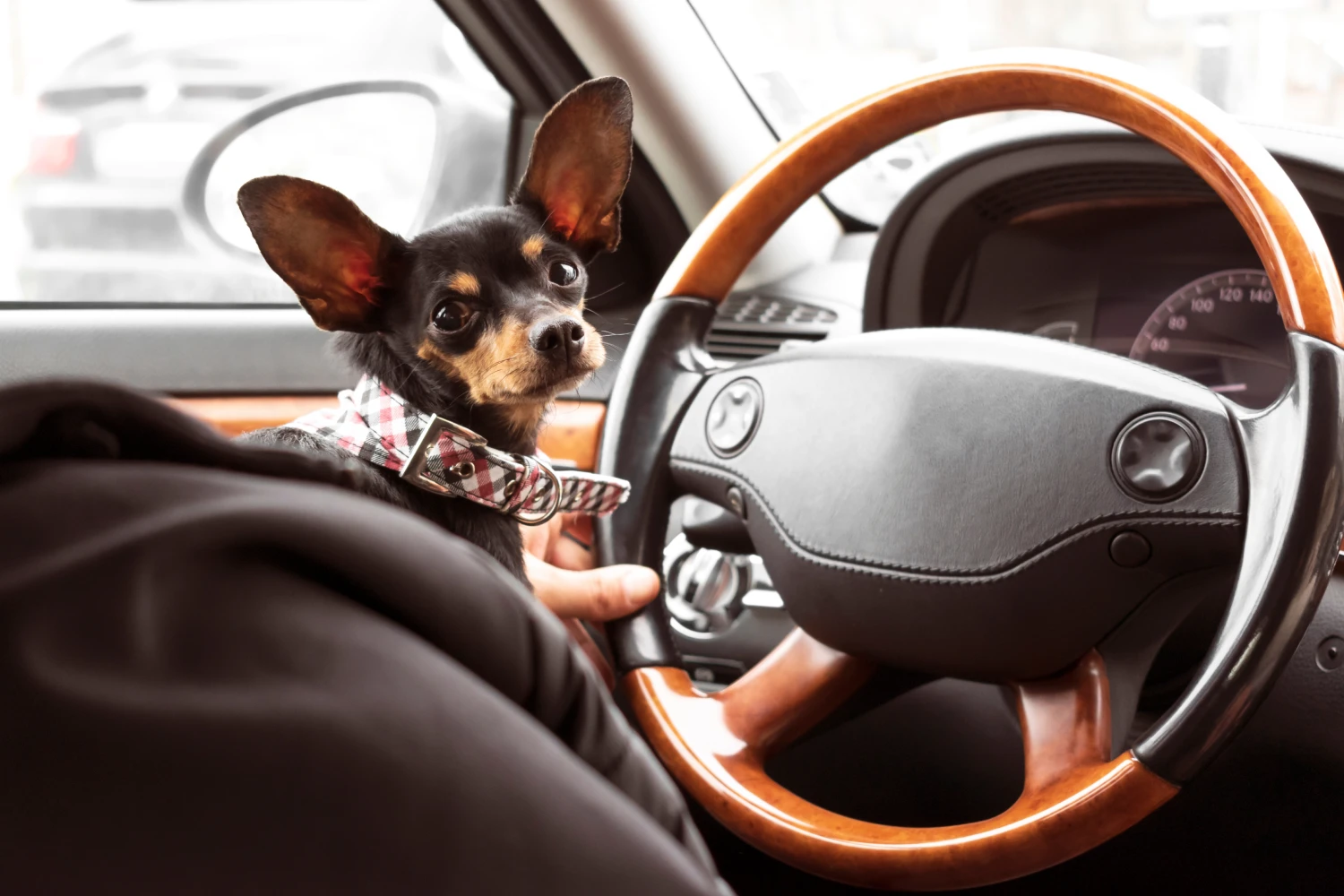 Buick Enclave Dog Carrier Car Seat for Miniature Pinscher