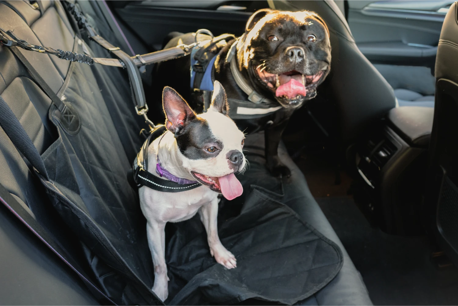 Standard Schnauzers  Dog Safety Belt for Chevrolet Silverado